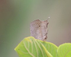 Surendra quercetorum