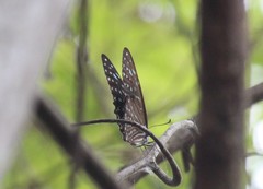 Graphium megarus
