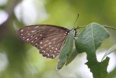Graphium megarus