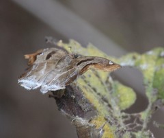 Odontoptilum angulata