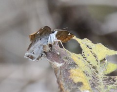 Odontoptilum angulata