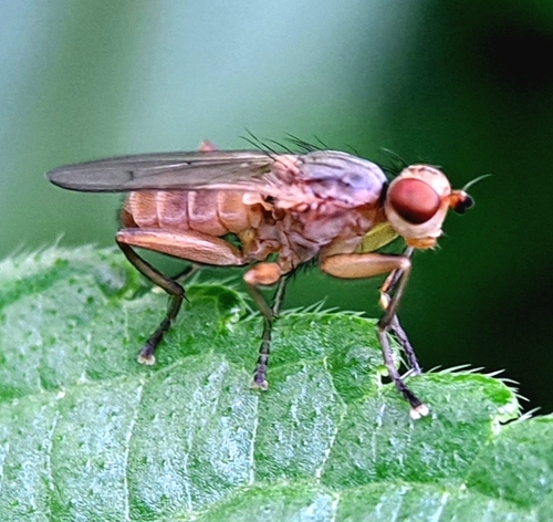 Pherbellia dubia