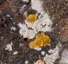 Orbilia xanthostigma