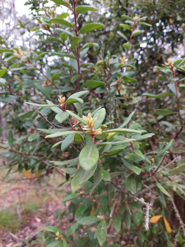 Image of Persoonia subvelutina by (c) Nina Kerr, some rights reserved (CC BY)