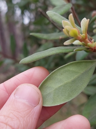 Image of Persoonia subvelutina by (c) Nina Kerr, some rights reserved (CC BY)