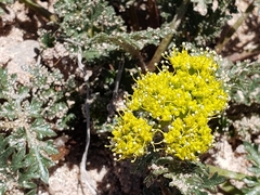 Cymopterus glomeratus fendleri