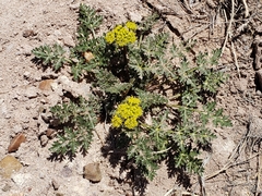 Cymopterus glomeratus fendleri