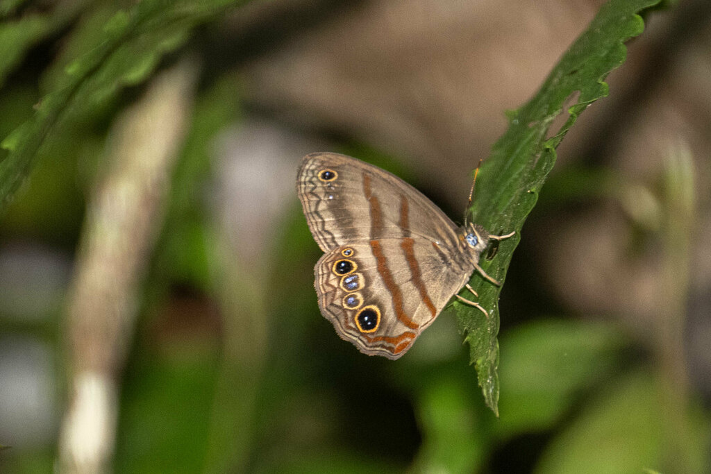 Paryphthimoides sheba