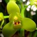 Arrowroot Orchid - Photo (c) Orchi, some rights reserved (CC BY-SA)