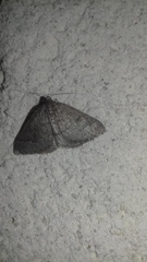 Aleucis distinctata