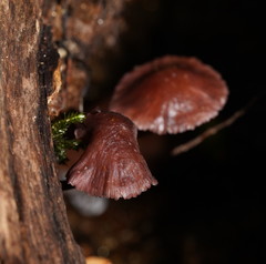 Mycena kurramulla
