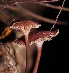 Mycena kurramulla
