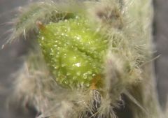 Cryptantha muricata jonesii