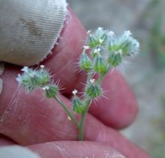Cryptantha muricata jonesii