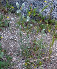 Cryptantha muricata jonesii