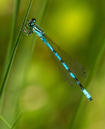 Spearhead bluet, Noord-Brabant, NL, photo 10 of 10