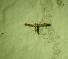 Nippoptilia cinctipedalis