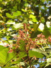 Heliocarpus