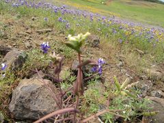 Streptanthus diversifolius