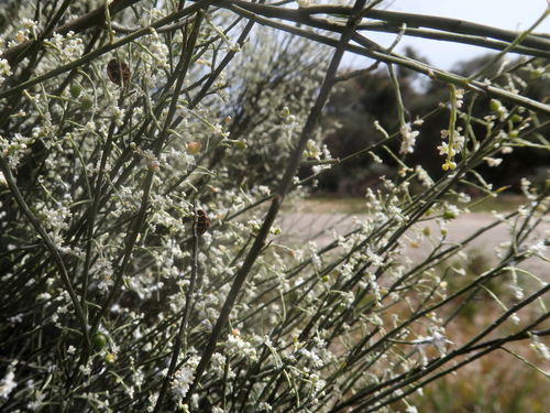 Image of Leptomeria drupacea by no rights reserved