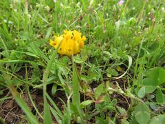 Trifolium jokerstii