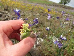 Streptanthus diversifolius