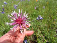 Trifolium willdenovii