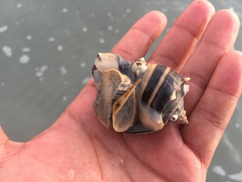 Caribbean Crown Conch
