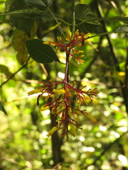 Palicourea padifolia