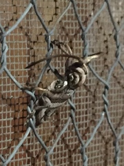 Hypsideroides junodi