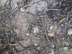 Coryphantha glanduligera