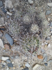 Coryphantha delicata