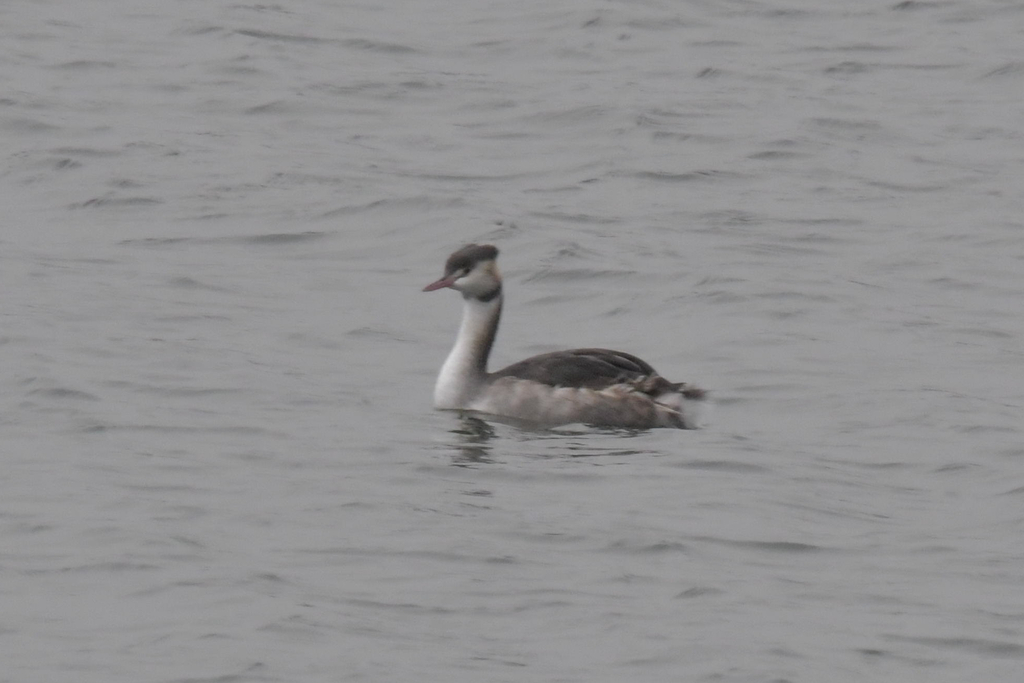 Great Crested Grebe from Ленинский р-н, Новосибирск, Новосибирская обл ...