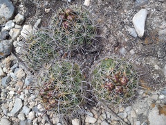 Coryphantha delicata