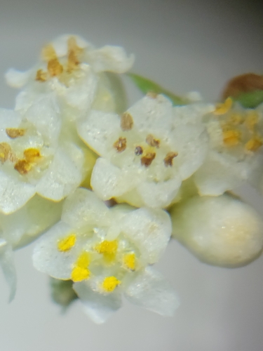 Image of Cuscuta obtusiflora by (c) Jay Horn, some rights reserved (CC BY)