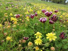 Trifolium variegatum