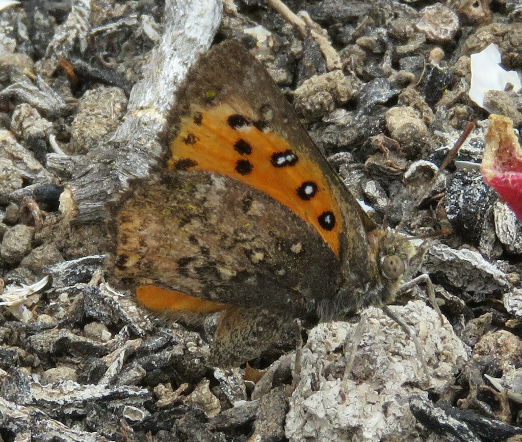 Aloeides nollothi