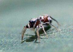 Myrmarachne spissa