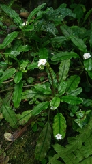 Trigonotis formosana