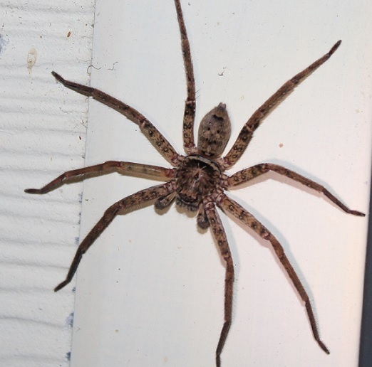 Jungle Huntsman Spider from Smiths Lake NSW 2428, Australia on November ...