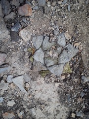 Ariocarpus retusus retusus