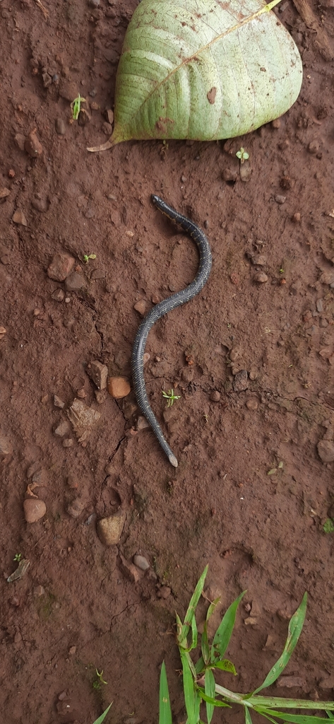 Uropeltidae