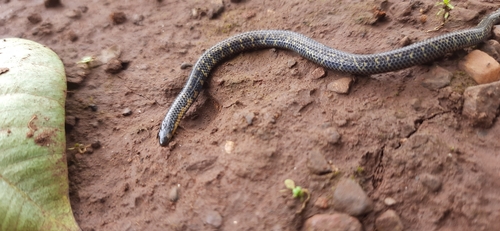 Bombay Earth Snake