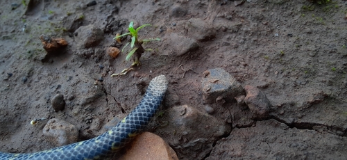 Bombay Earth Snake