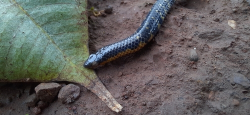 Bombay Earth Snake