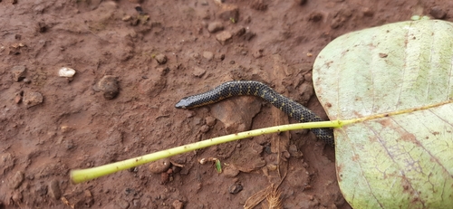 Bombay Earth Snake