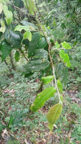 Camellia caudata (Camellia caudata)