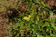 Senecio linearifolius
