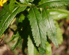 Senecio linearifolius
