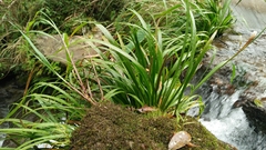 Japanese Sweet Flag (Acorus gramineus)